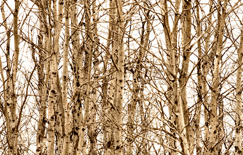 Aspen Grove