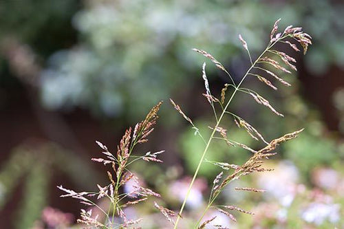 Nature II