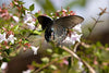 Pipevine Swallowtail