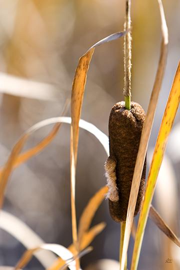 Cat Tail