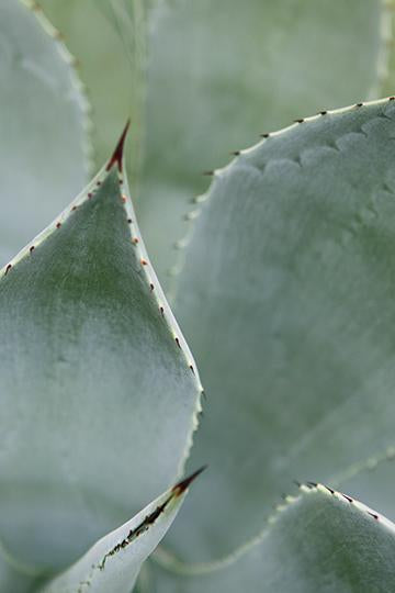 Whale's Tongue Agave