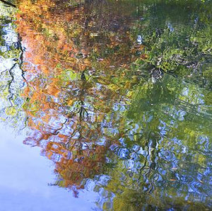 Fall Reflections