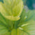 Hibiscus Leaf