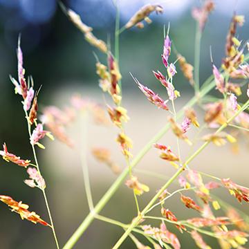 Poetry In Nature