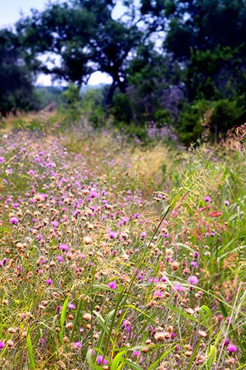 Austin Landscape