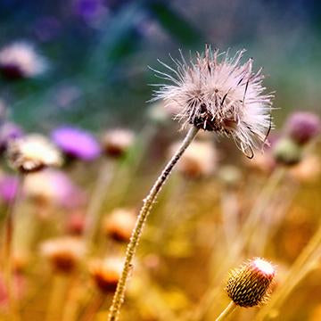Thistle Top