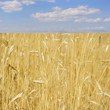 Golden Grain