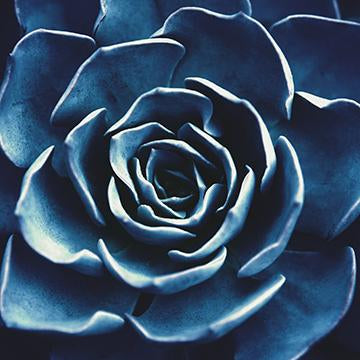 Bleu Juhle
