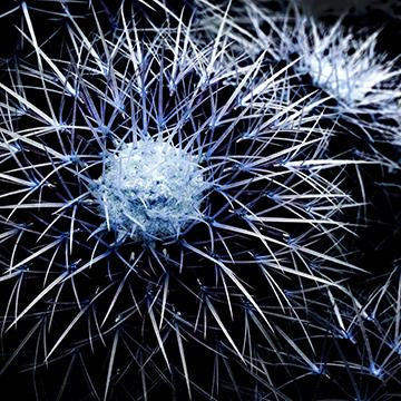 PomPom Cacti