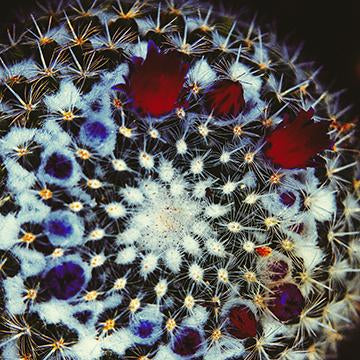 Cacti Nouveau