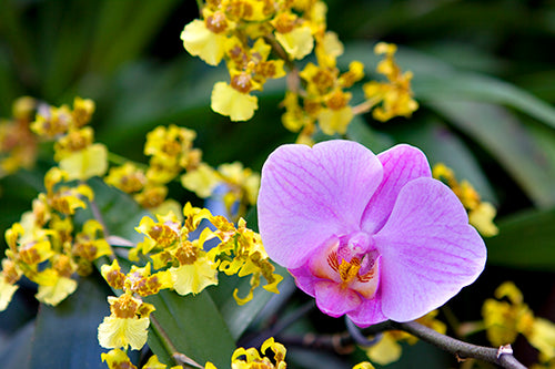 Garden of Love II