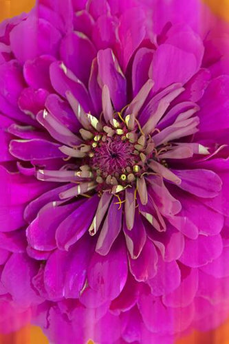 A Natural Pink