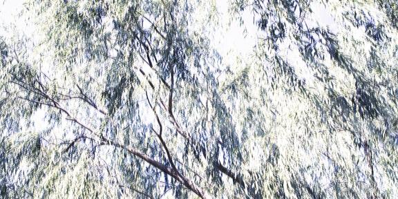 Under the Eucalyptus