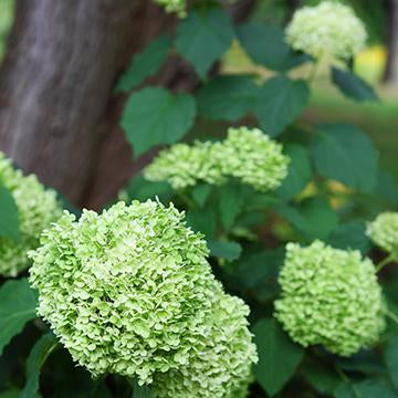 Garden Flower