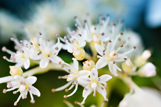 Garden Dream II
