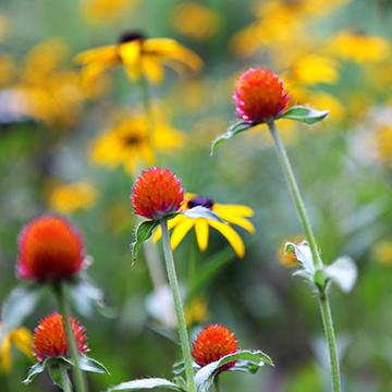 Sunlight On The Garden