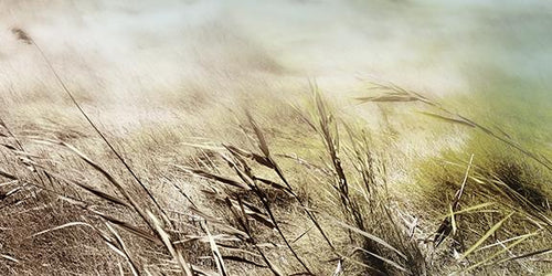 Shore Grass