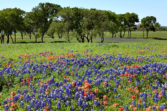 Texas Spring III