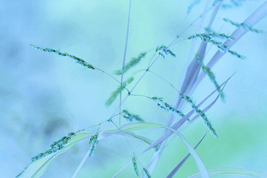 Blue Dreams