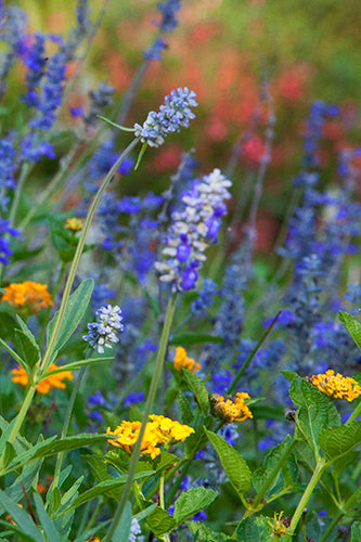 Garden Poem III