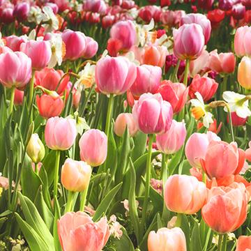 Gardens of Heaven