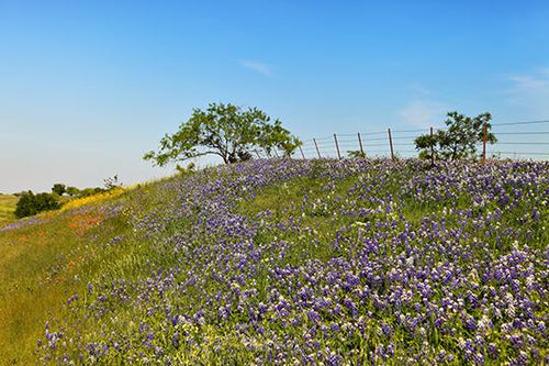 Spring Bluebonnets IV