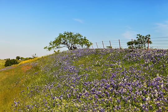 Spring Bluebonnets IV