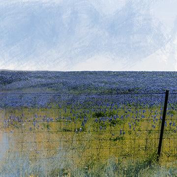 Spring Bluebonnets II