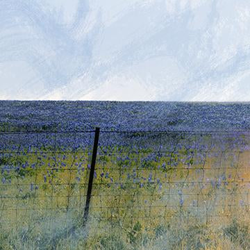 Spring Bluebonnets
