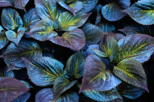 Botanical Alchemy II