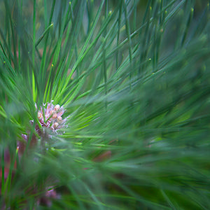 Juniper