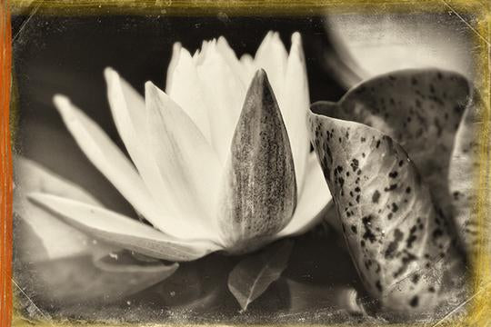 Lotus Study No1