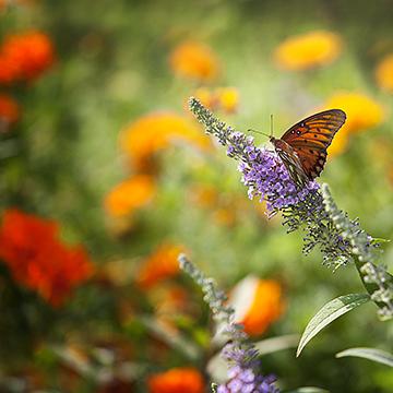 Meadow Butterfly