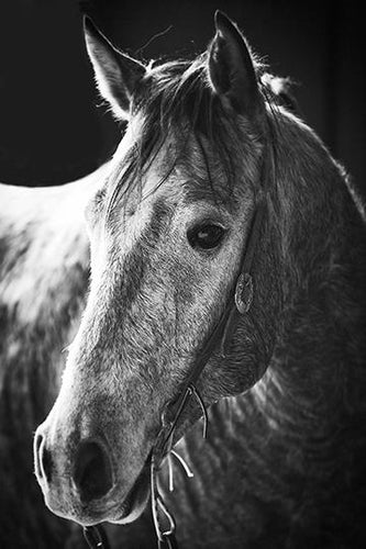 Pony Beauty