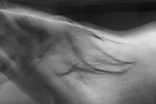 Pony Portrait II