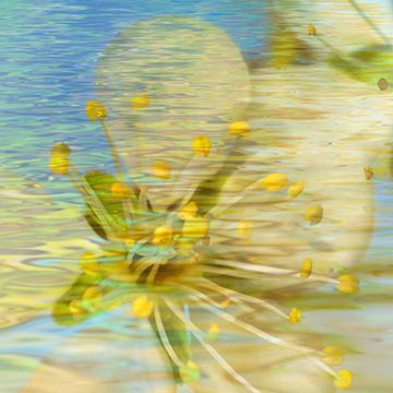Reflections in the Water II