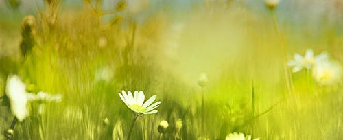 Summer Fields