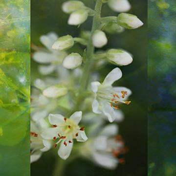 Once Upon The Garden