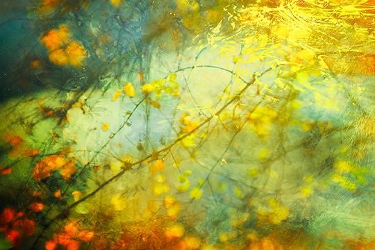 Blessings of the Forest
