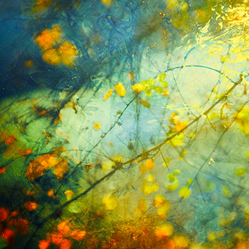 Blessings of the Forest II