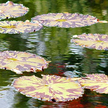 Lily Pads