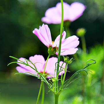 Cosmos in the Sun