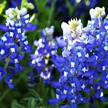Texas Bluebonnets