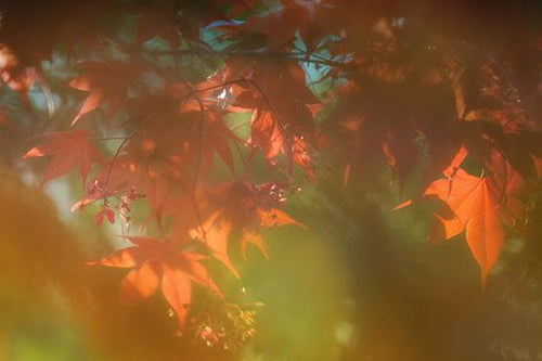 First Light