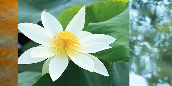 Lotus II