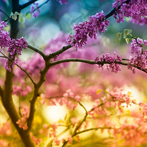 Redbud Sq