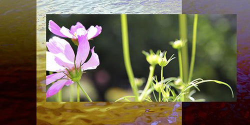 Garden Colours
