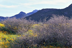 Spring Blooms