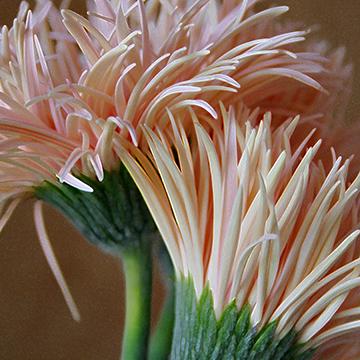 Petals No 7