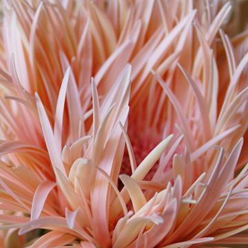 Petals No 3